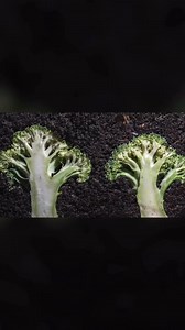 35K views · 362 reactions | While making a video about why Organic...