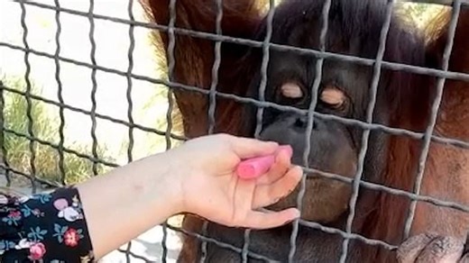Russian boxer faces backlash after giving endangered orangutan puffs on her vape