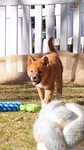 We can't believe how big our pups are getting! 🥹 #dingo #dingopuppies #puppies | Australian Reptile Park