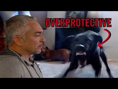 This Lab-Greyhound Mix Won’t Let Anyone Into her Pet Parent's Room