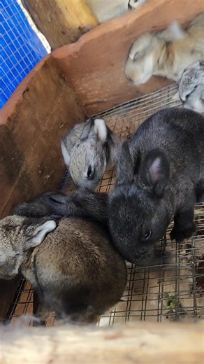 2 week old bunnies🐇