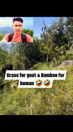 Grass for goat & Bamboo for human 🤣🤣 #fbreelsfypシ゚viralfbreelsfypシ゚viral 🤣🤣 #comedyreels 🤣🤣 #funnyreels 🤣🤣 #shortsreels #sharethisreel #followme | Sanjay Rai