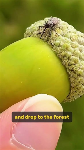 Acorn Weevil: This Tiny Bug Destroys Trees From the Inside 😲
