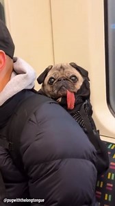 Epic Pet Bonding Moments To Melt Your Heart