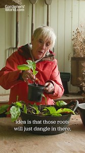 Lungworts, Pulmonaria, are low-growing, spring-flowering herbaceous plants that thrive in shade. Now is a great time to divide them to make more plants for free – and Carol Klein is here to show you how it’s done. | BBC Gardeners' World Magazine