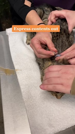 Draining a skin cyst on a cat. #tiktokvet #veterinarian #cat #cyst | Vet Cats