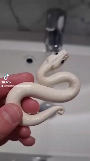 How to Grow Your Own Snake at Home