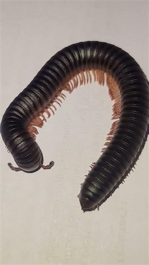 This tiny creature walks like a MOVING WAVE… 🐛