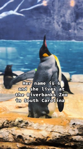 Penguin 6 at Riverbanks Zoo: A Unique Performer
