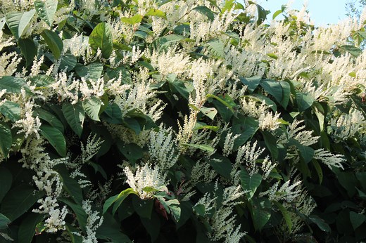 Japanese knotweed hotspots mapped: See if your area is at risk