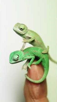 Chameleons’ Color Shift: Nature’s Ultimate Mood Ring