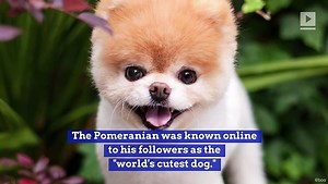 Boo, the Social Media Pet Sensation, Dead at 12