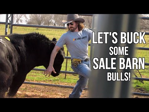 Will these Sale Barn Bulls buck? - Rodeo Time 179