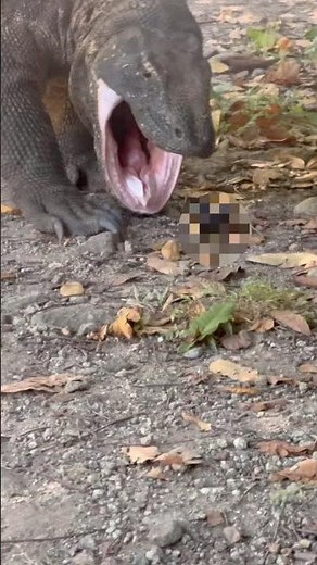 🔥causes of Komodo vomiting