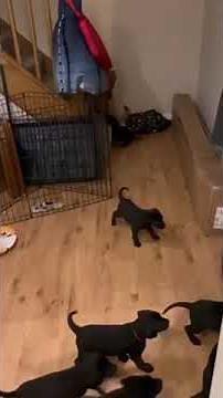 Fox Red Labrador Flees in Panic After Being Swarmed by His 11 Puppies - 1543654