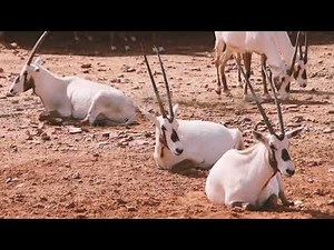 Wild Animals - African Antelope Gemsbok - Animal Sounds Real
