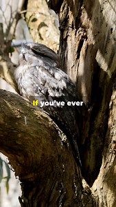 Frogmouth Bird! | Fairly Odd Facts