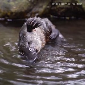 3.1K views · 281 reactions | Platypus keep themselves looking sharp with their claw! Platypuses stop frequently throughout the day to groom themselves. To keep their fur in the best condition, they use their hind foot which is equipped with sharp, curved claws like a comb to groom their dense, waterproof fur. Image: @hobartrivuletplatypus via @wilderness_aus on Instagram | The Wilderness Society | Facebook
