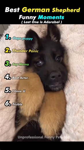 FUNNIEST German Shepherd Moments! (Part 2) 🐕 #shorts #germanshepherd #funnydog