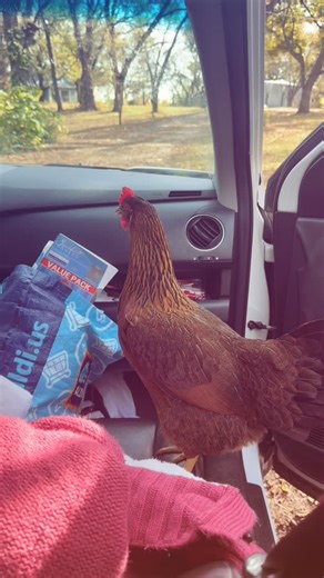 Ivy just *really* wanted to go to the library with us today  I removed her from the car at least three times 來 | Where the Wile Things Grow | Facebook