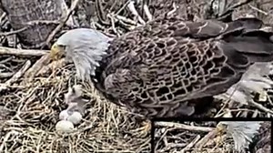 Watch live eagle cam 24/7: Eaglets hatch in nest at Redwood Elementary School in Avon Lake