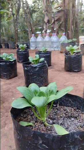 Creative Backyard Farming | Grow Vegetables, Raise Fish and Chickens #farming