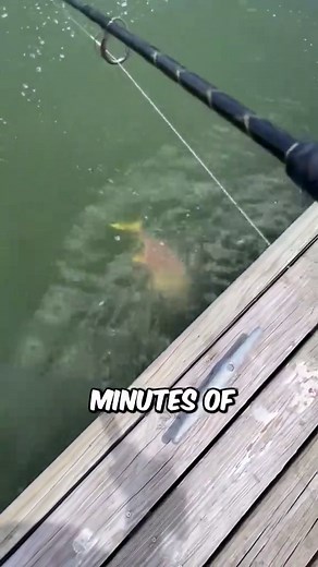 Identifying Fish Species for Successful Fishing