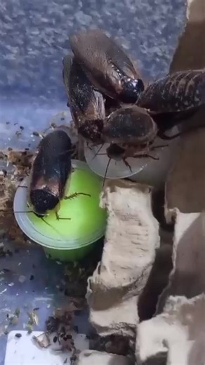 Dubai cockroach dinner party #cockroach #feeding #fyp #dubaicockroach #creepycrawly #cockroaches