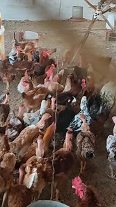 17 reactions | Para se gerar renda VOCÊ NÃO PODE tratar sua criação...