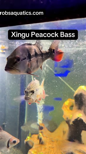 🔥 XINGU PEACOCK BASS FOR SALE – RARE PEACOCK BASS SPECIES 🔥 The Xingu Peacock Bass (Cichla melaniae) is one of the most sought-after Peacock Bass in the aquarium hobby. Known for its aggressive feeding response, fast growth, and stunning gold pattern, this species quickly becomes the centerpiece predator fish in monster aquariums. Our Xingu Peacock Bass are healthy, active, and already adapting well to aquarium life — perfect for serious monster fish keepers looking to grow out a true giant. I