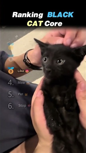 Ranking BLACK CAT Core Moments!! 🐈‍⬛😂