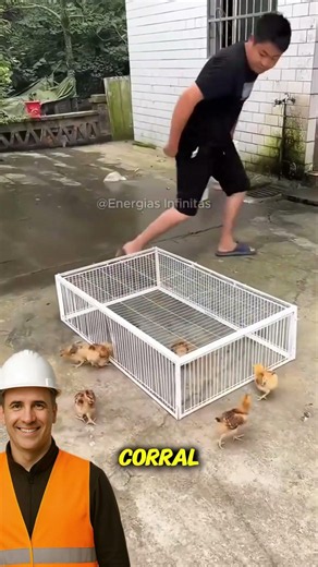Animals go in for food and can't get back out #viral #pen