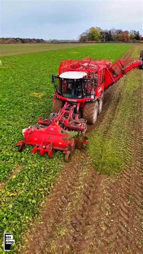 Modern Potato Harvesting with Advanced Machinery: Efficiency and Maximum Yields