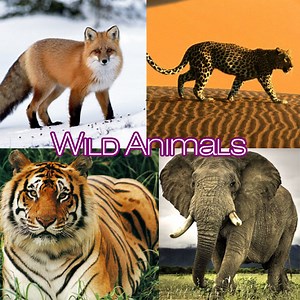 Wild Animals