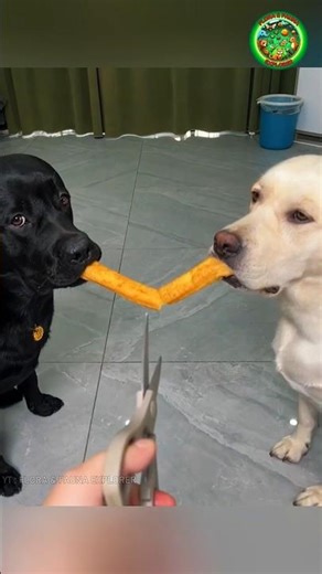 The Way Their Owner Raises These Two Dogs Is Amazing! 🐶❤️