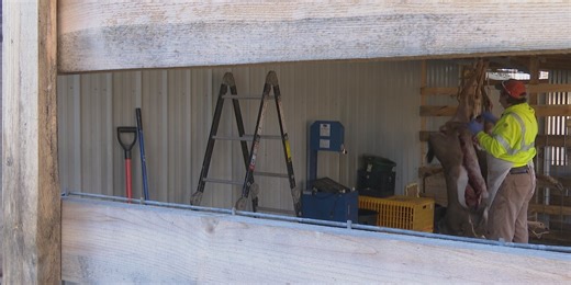 Deer processors start the season busy