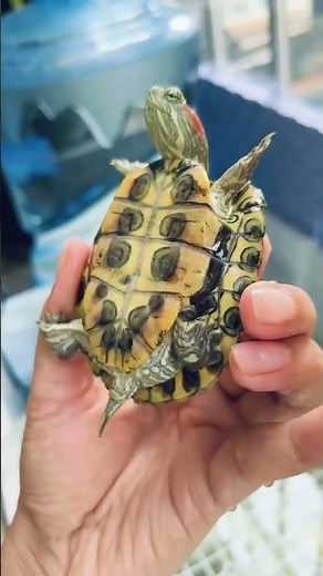 How to tell male and female red-eared sliders apart?