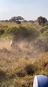 300K views · 3.4K reactions | The leopard  is a fighter  | Animal Fight | Facebook