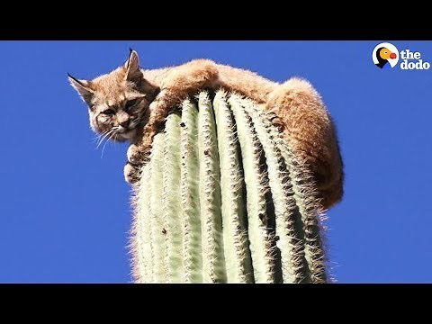 How Did This Bobcat Get On Top Of 45-Foot Cactus?! | The Dodo