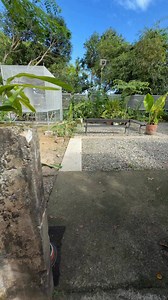 Backyard aviary slash garden slash forest update | Myko's Aviary