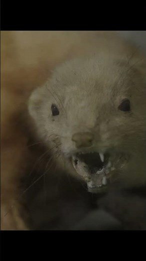 The Stoat Slayer