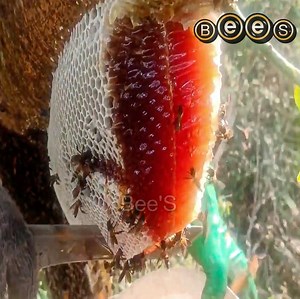 12K views · 562 reactions | the Beehive is Extraordinary.. full of nectar, Amazing | Bee'S | Facebook