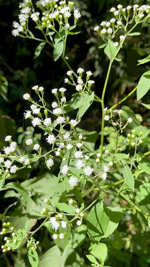 652 reactions · 88 shares | Have you ever heard of native white snakeroot? It's a very common sight here in Cincinnati and Ohio, especially during the end of summer and beginning of fall. This plant is toxic to animals and humans but is super important to native insects. Watch the video to learn more. | Cincinnati Parks | Facebook