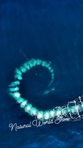 6K views · 68 reactions | Humpback whales blow bubbles and set up...