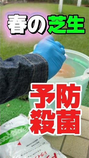Spring lawn sterilization is carried out.