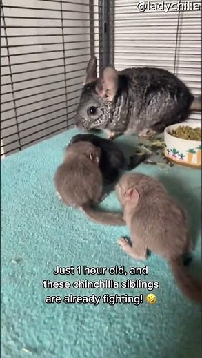 Baby Chinchilla Siblings Battle in the First Hour of Life || ViralHog