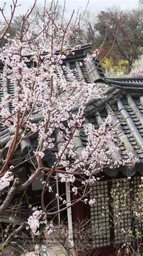 Musim Semi di Korea 🌷💐 #spring #korea #flowers