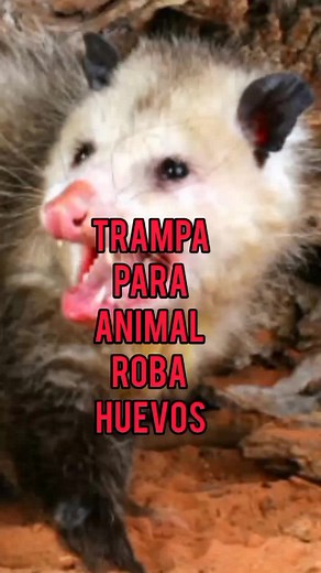 Trampa para atrapar animales que roban gallinas