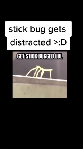 stick bug gets distracted! NOT MINE