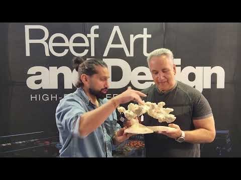 From Inspiration to Underwater Masterpiece | The Story of Reef Art & Design!
